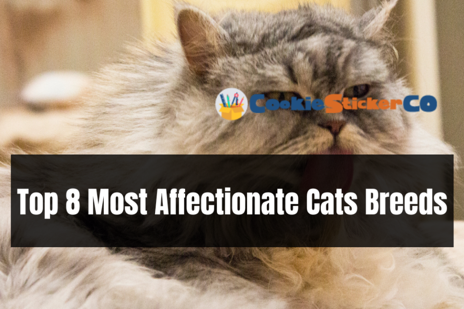 Top 8 Most Affectionate Cats Breeds